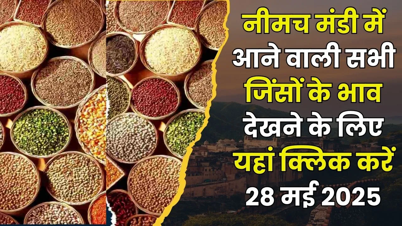 Neemuch Mandi Today Bhav