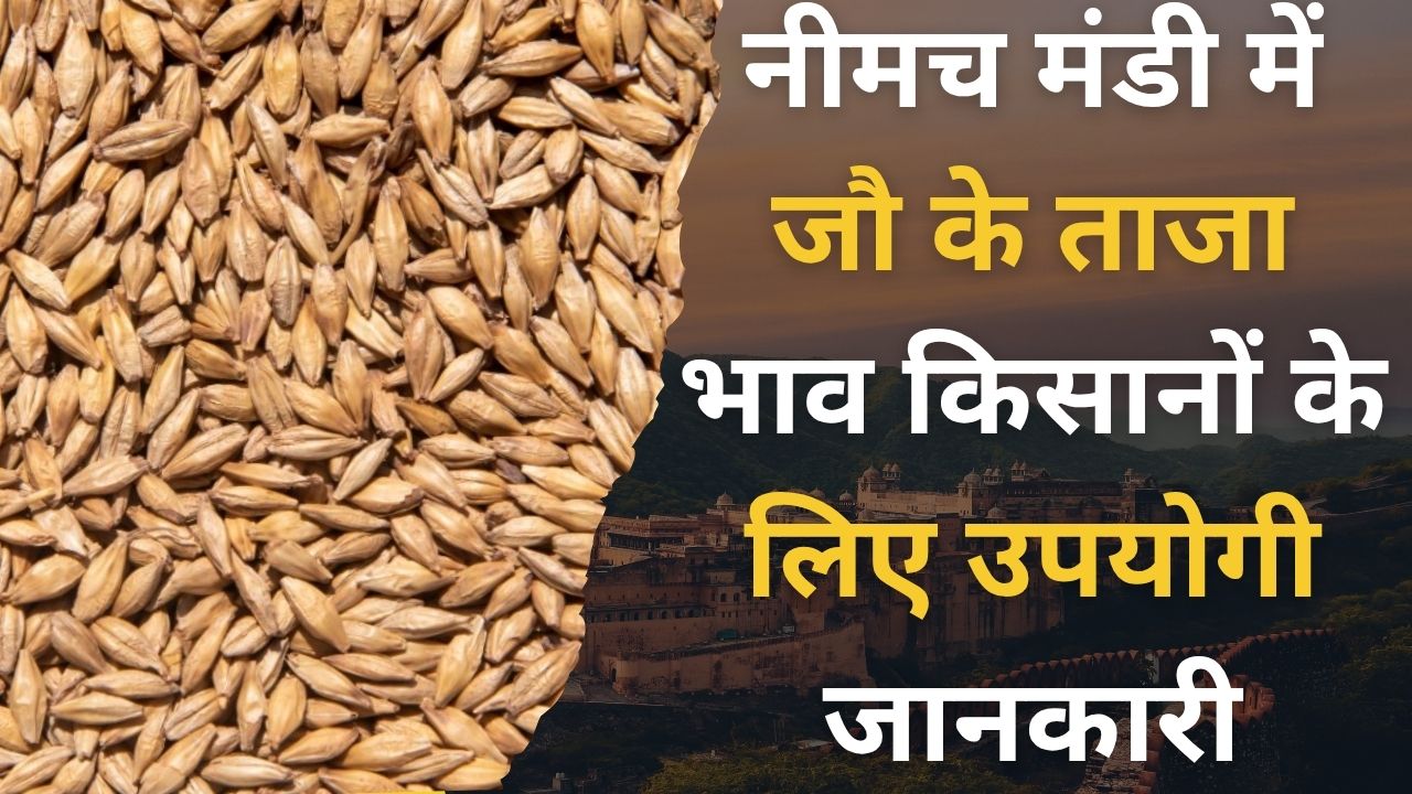 Neemuch Mandi Today Bhav