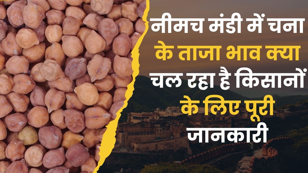 Neemuch Mandi Today Bhav